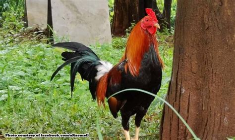 manok na baliktad ang balahibo|Bangkas, Dalusapi, Puti, Sinibalang pang.